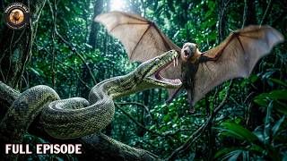 Daintree Rainforest | Deadliest Battles for Survival | FULL EPISODE | Wildlife Documentary