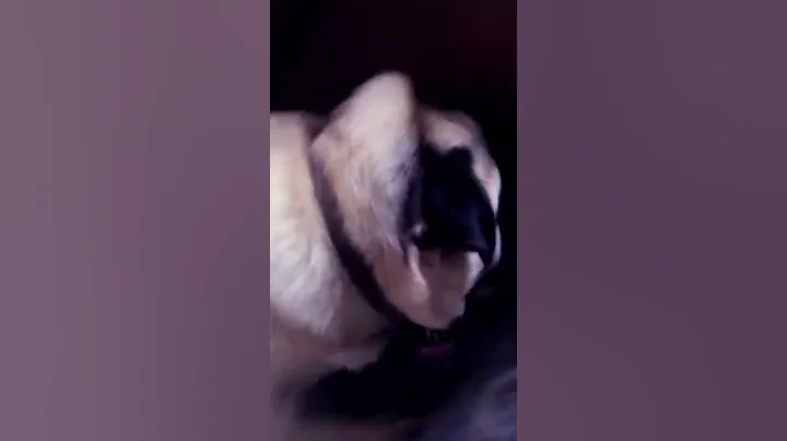 Mabel bean/my pug
