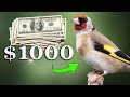 1000 goldfinch  the best 12h training song ever 