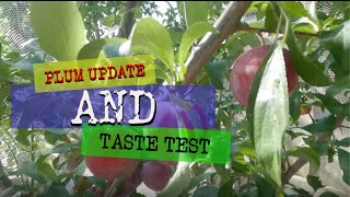 Plum update and taste test
