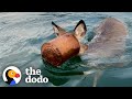 Guy Jumps Into Ice Water To Save Deer With Bucket Stuck On Her Head | The Dodo