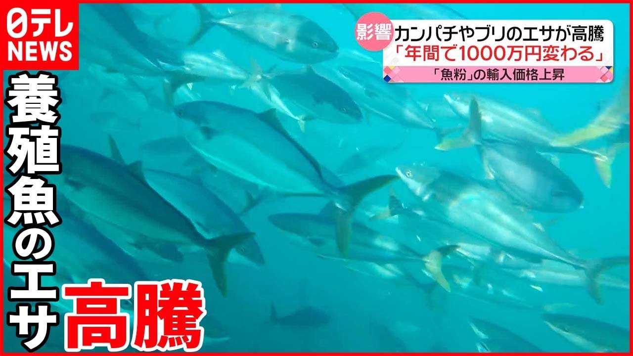 【円安・物価高が影響】養殖魚のエサの原材料「魚粉」高騰