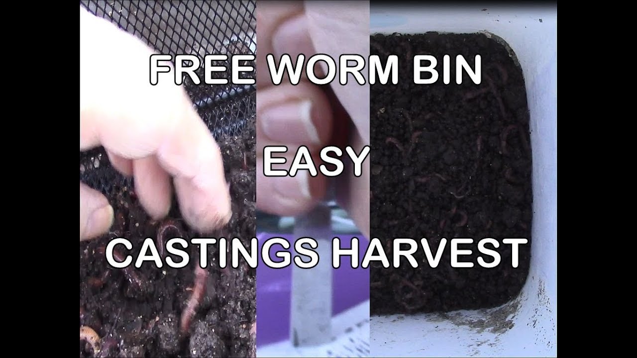 download harvesting worm castings download harvesting worm castings