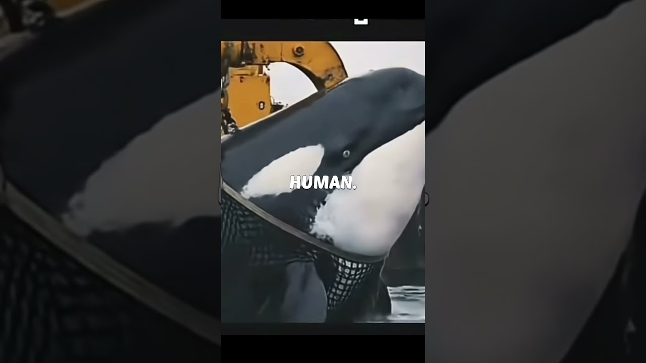 "Orca’s Final Dive: Dolphin Dies After Fatally Attacking Trainer"