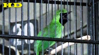 DownloadMEDENI Aksi GANAS Cucak Ijo Kecil Mengeluarkan Semburan2 MAUTnya ; Lomba Cucak Ijo Terbaru MP3 MP4 MEDENI Aksi GANAS Cucak Ijo Kecil Mengeluarkan Semburan2 MAUTnya ; Lomba Cucak Ijo Terbaru