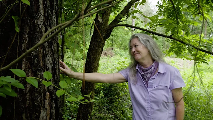 Leading With Love | Stacey Helps Keep Forests as F...