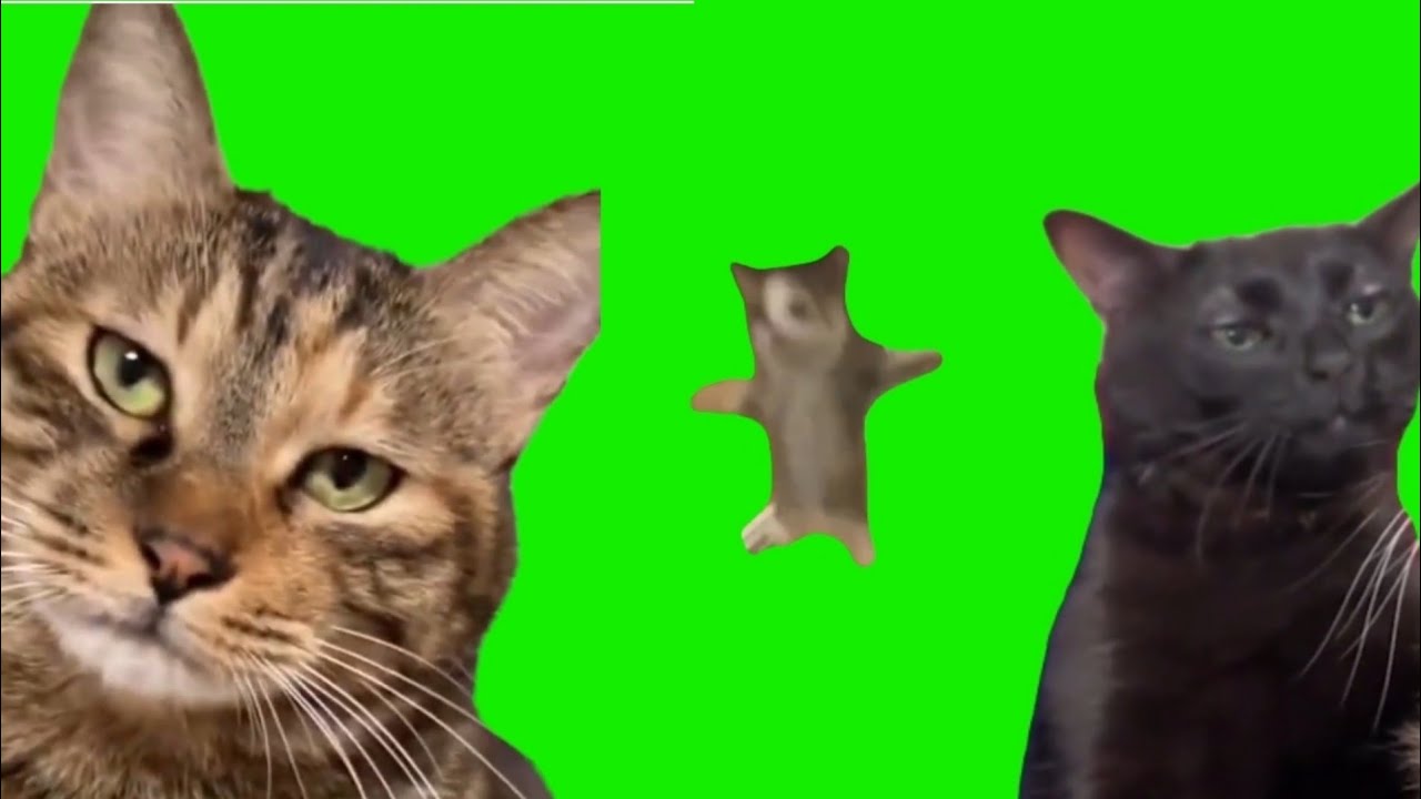 Animation cat green screen free - YouTube