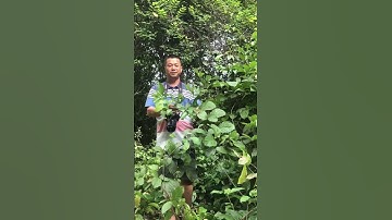 Cây Kê Huyết Đằng: Thần Dược Chữa Đau Nhức Xương Khớp 🌿💪