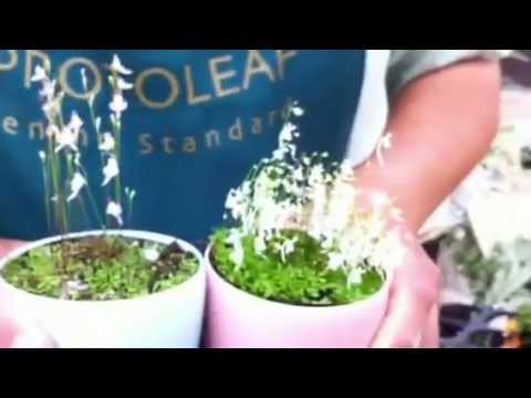 食虫植物 ウサギゴケの育て方 日常管理 Youtube
