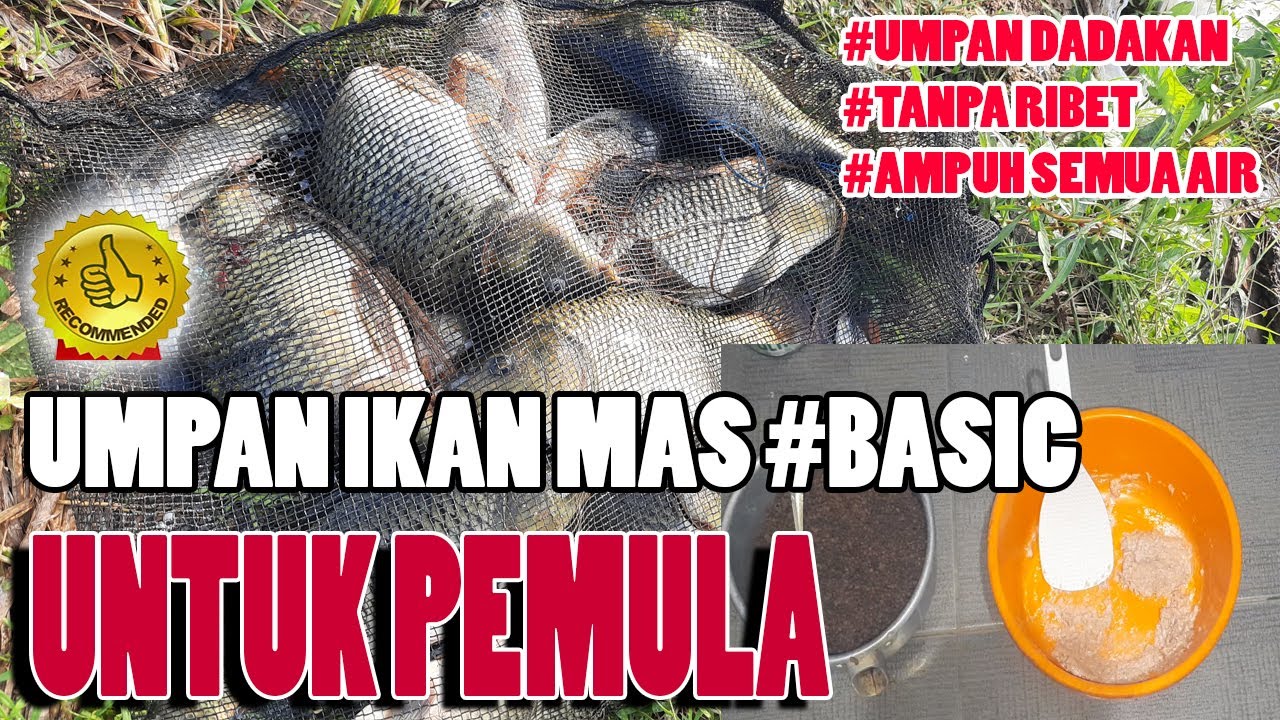 UMPAN JITU MANCING IKAN MAS SIMPEL DAN MURAH SIAPA AJA BISA || UNTUK