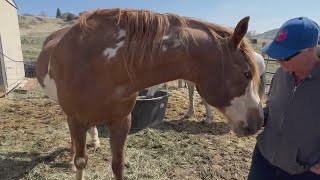 Loveland woman rescues horses from slaughter