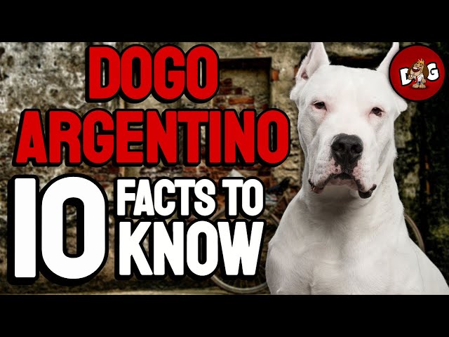 Dogo Argentinos: Everything You Need To Know