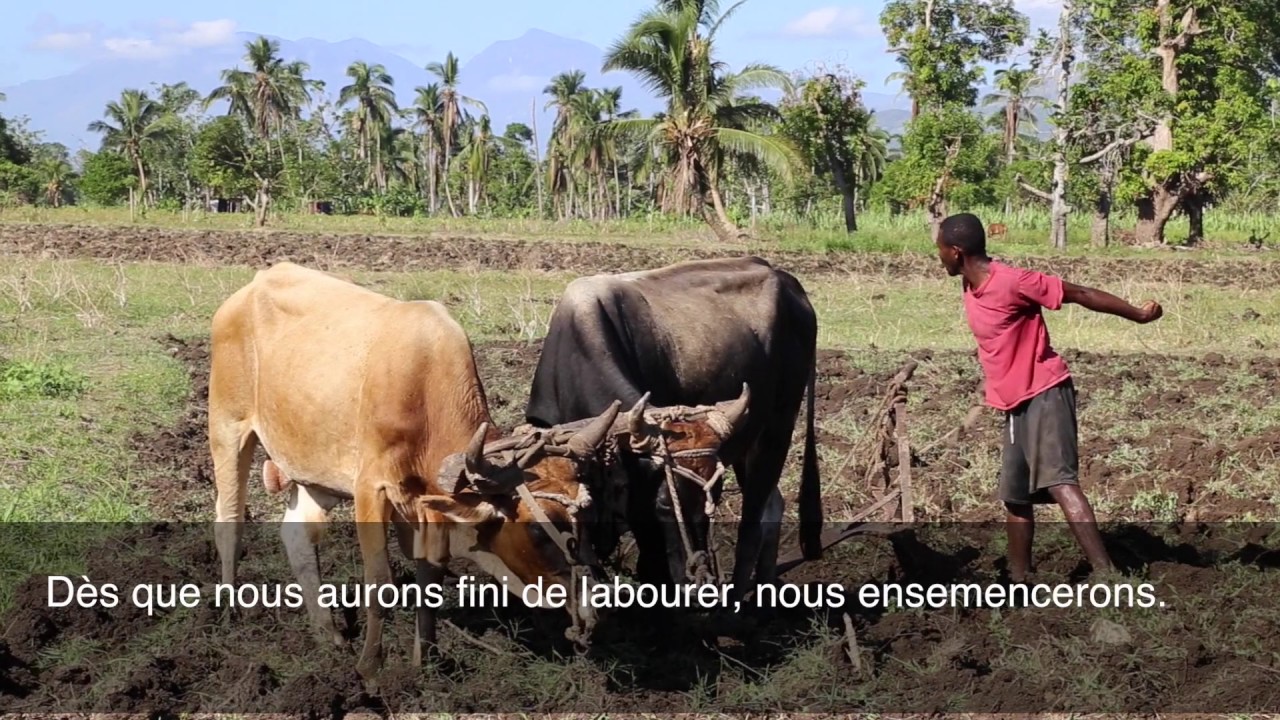 banks near me Les agriculteurs d'Haïti se tournent vers l'avenir après l'ouragan