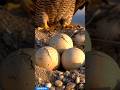 The Day Three Peregrine Falcons Were Born 🥚