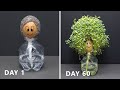 Growing Chia Seeds On Egg - 60 Days Time Lapse - Chia Pet #3