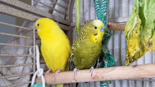 3 Hr Happy Parakeets Eating Singing Playing, Budgies Chirping. Reduce Stress of lonely Bird Videos