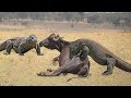 TOP 4 BEST HUNTING SCENES OF KOMODO DRAGON | Reptiles In Africa