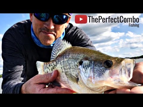 Crappie Fishing with Crankbaits (Rapala DT-4) 