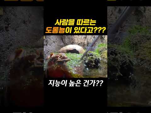 <strong>비바리움</strong> 하면 이건 키워야 해!! #<strong>비바리움</strong>