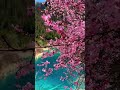 Jiuzhaigou S Peach Blossoms In Sichuan A Fairy Like Floral Show Sichuan Flowers Scenery