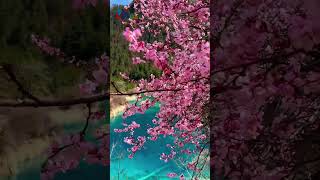 Jiuzhaigous Peach Blossoms In Sichuan A Fairy  Like Floral Showsichuan flowers scenery