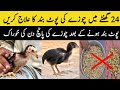 Chuzay Ki Poot Band Ka Ilaj || Murga Ki Poot Band main konsi Khurak Dain || Tariq Bhai Vlogs