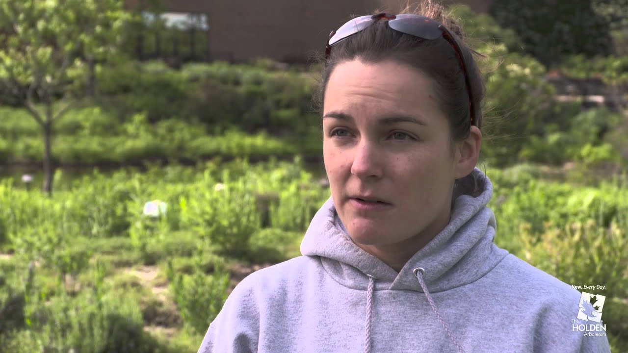 Saving the Monarch Butterflies