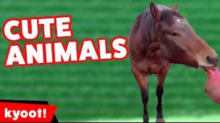 Funniest Farm Animals & Pets Videos of 2016 Weekly Compilation | Kyoot Animals