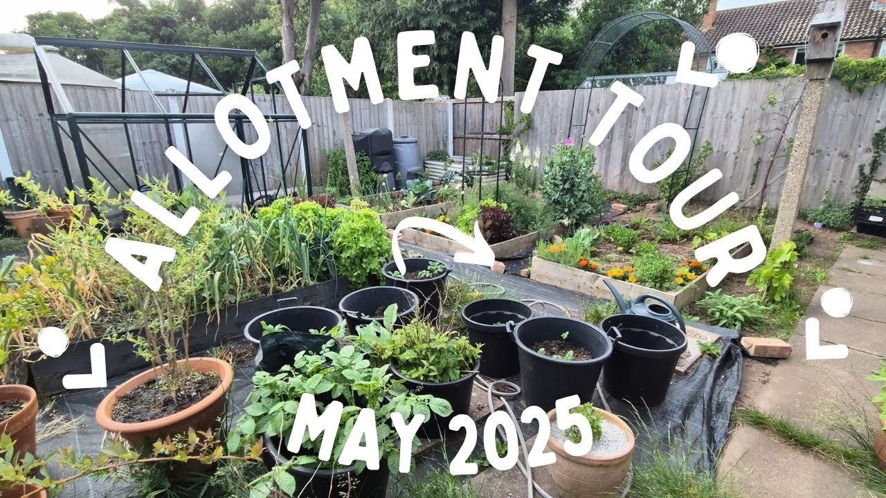 UK Allotment in May | What’s Growing, What’s Struggling & Garden Update