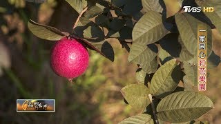 一家同心紅芭樂園 一步一腳印 20181216