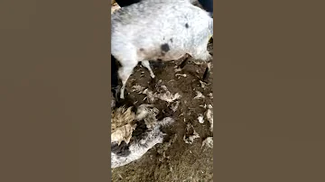 Овцы которых не надо стричь)