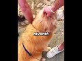 🐶❤️ La sua missione più preziosa