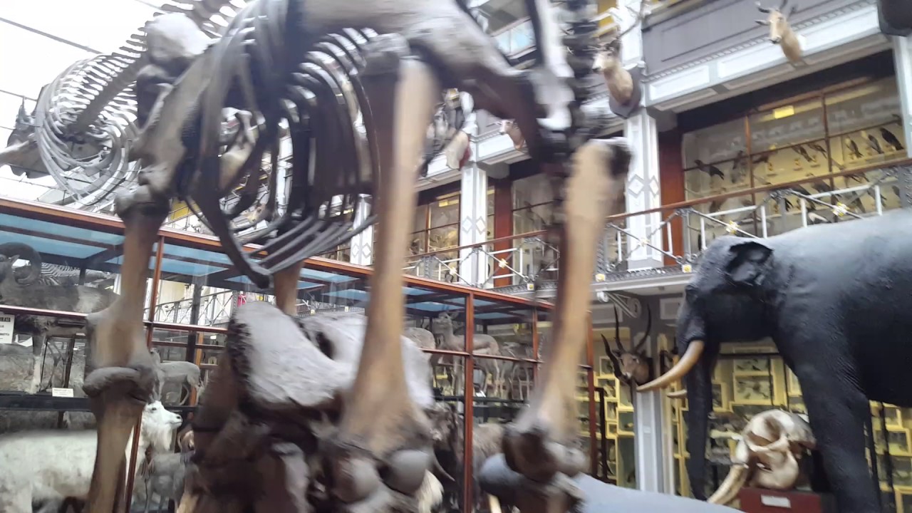 Dublin's 'Dead Zoo' (or its grown up title The Natural History Museum) with Kids YouTube