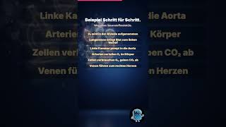 Blutkreislauf: Der Weg eines Sauerstoffmoleküls 🫀 | Hol dir die kostenlose 📱 Heftig App.