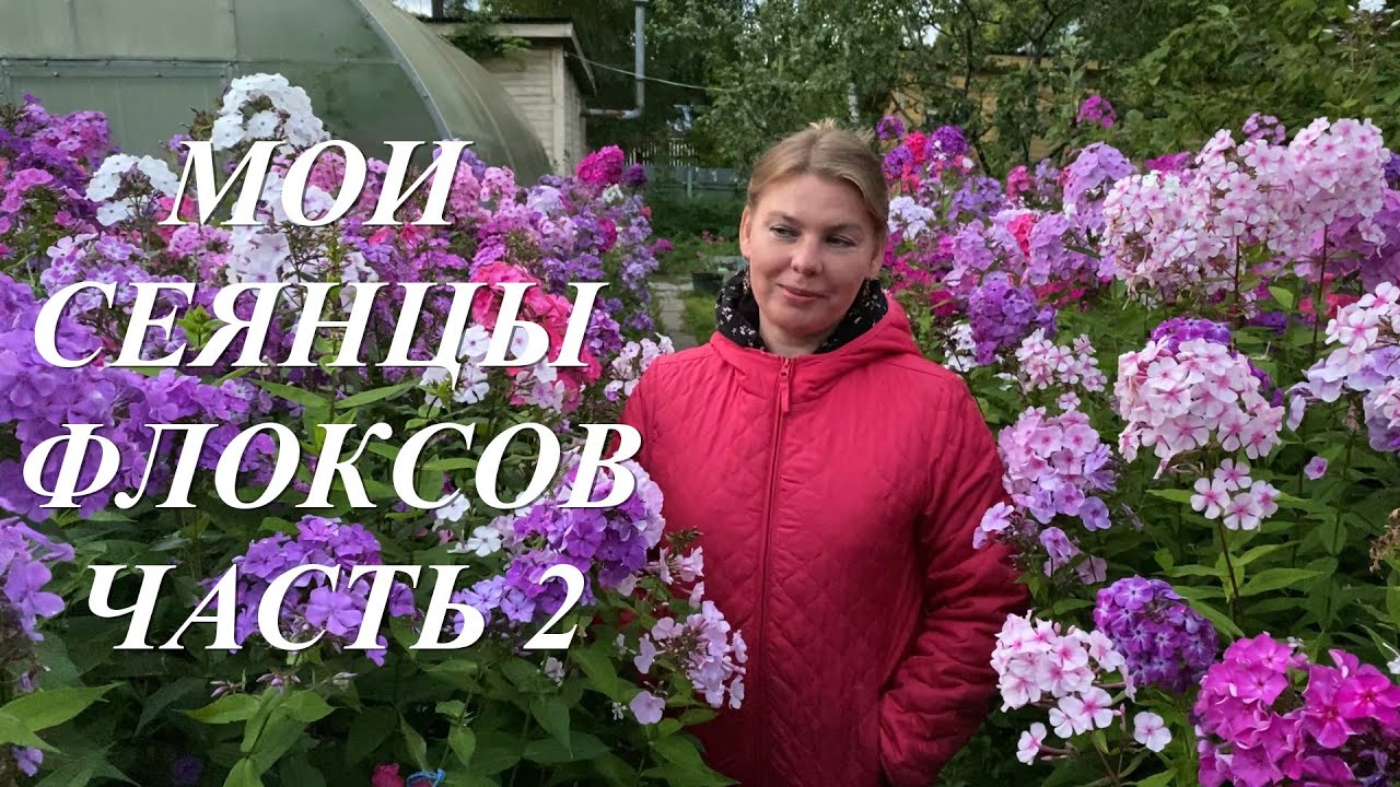 Селекция флоксов  Прогулка по саду флоксов 2