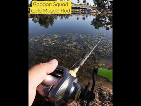 Googan Squad Gold Series Muscle Rod with Shimano Curado Dc #googansquad  #bassfishing #shorts 