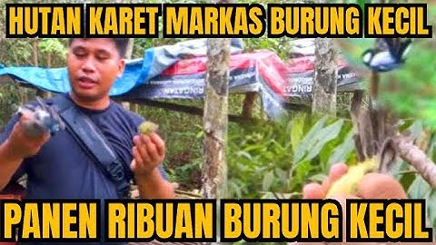 SERBUAN BURUNG KECIL PENGHUNI HUTAN KARET, MIKAT BURUNG KECIL PANEN BANYAK