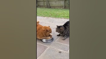 Two Cats Battle for Food — Dog Suddenly Intervenes! #funnyanimals 😼🍖🐶