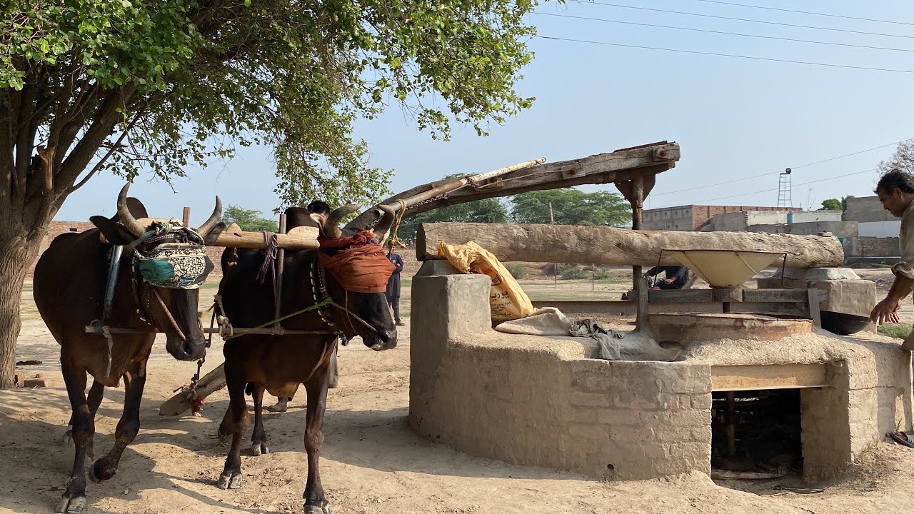 Bull Powered Flour Mill || Old Technology Of Stone Flour Mill || Cold Pressed Wheat Flouring 