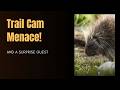 Caught on Cam: Mischievous Porcupine &amp; the Owl Who Stole the Show