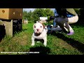 Американский бульдог.Случилось страшное...Они приехали\American Bulldog.They Have Arrived.Puppies