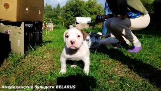 Американский бульдог.Случилось страшное...Они приехали\American Bulldog.They Have Arrived.Puppies