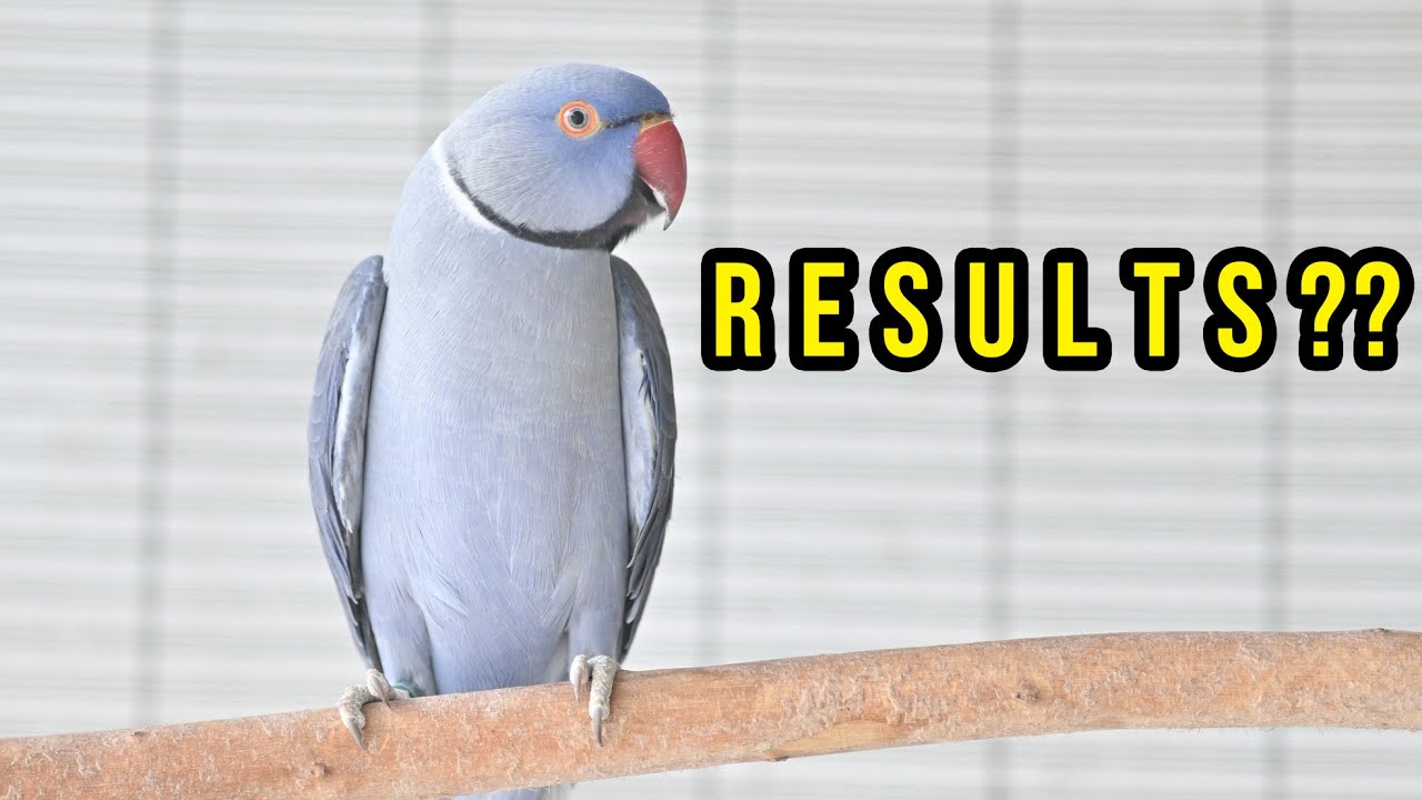Ringtail Mutation What mutations did I achieve with this Ring neck?!? - YouTube