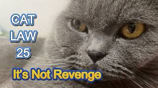 Your Cat Isn’t Ignoring You — You’re Sending the Wrong Signals