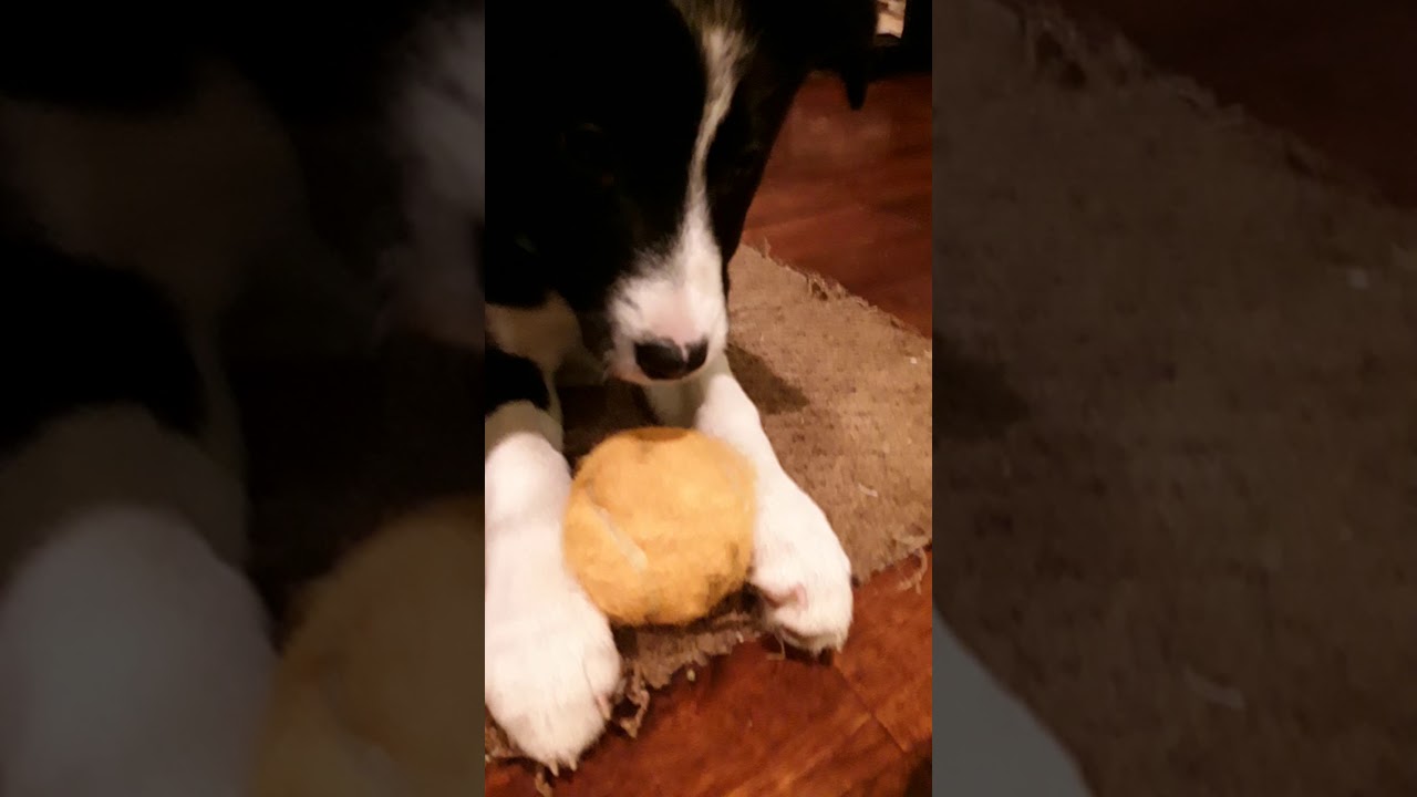 New puppy little girl Scout (kid friendly but not aimed at kids)