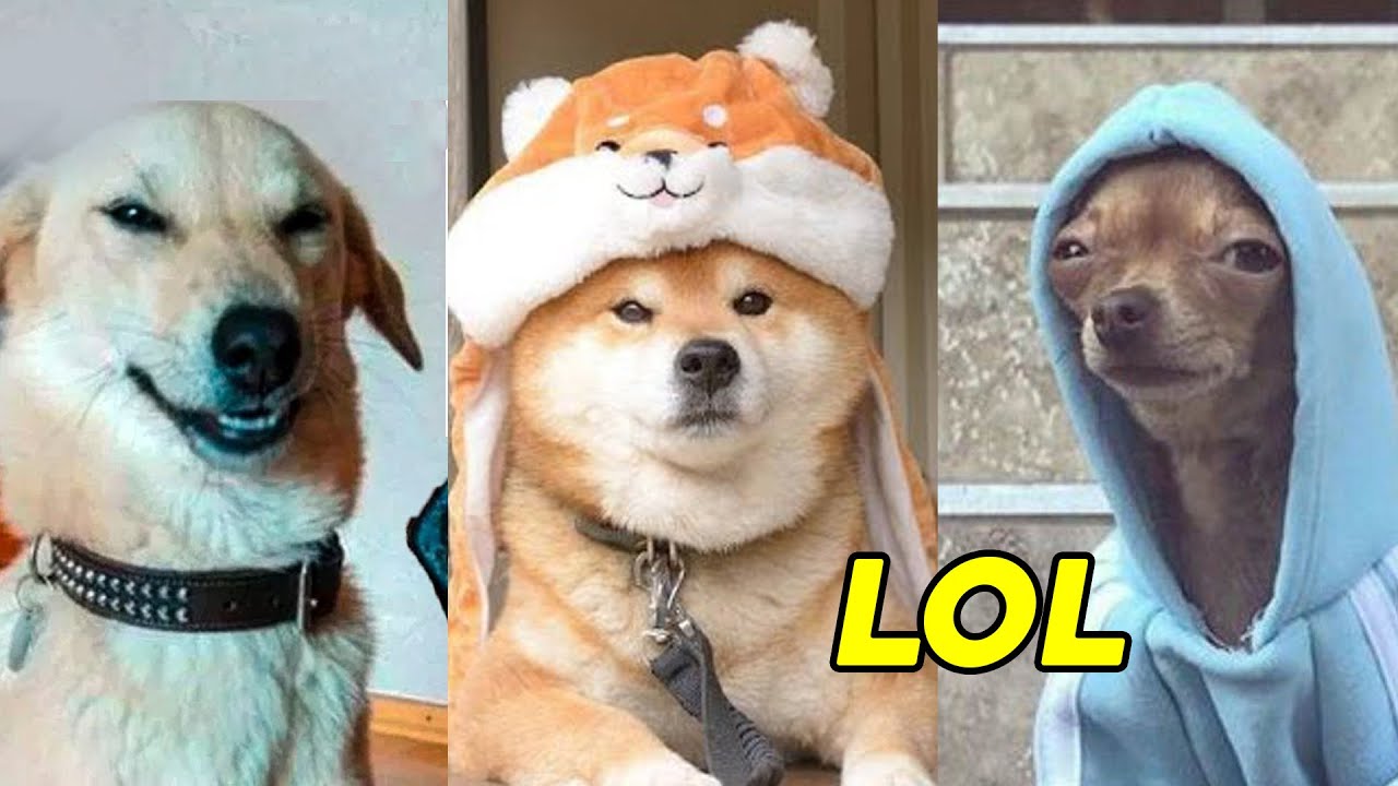 Funniest Dogs 🐶 THESE DOGS WILL MAKE YOU LAUGH YOUR HEAD OFF😂 Funny Dog Compilation YouTube