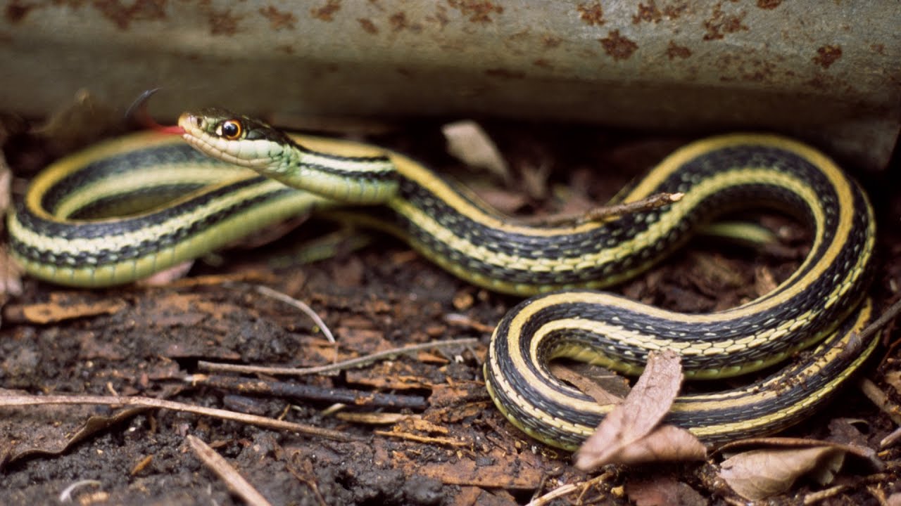 Ribbon Snake Facts Information Youtube