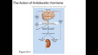 Chapter 24 Water, Electrolyte, and Acid and Base Microlecture 1 Water and electrolytes