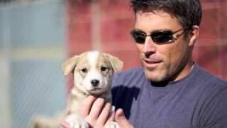 Homes Found For Stray Dogs from Afghanistan