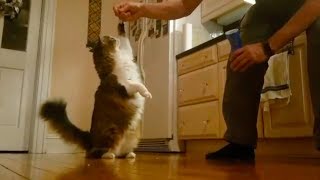 Cat Training: Teaching Tricks Using Positive Reinforcement by maueyes 885 views 5 years ago 35 seconds